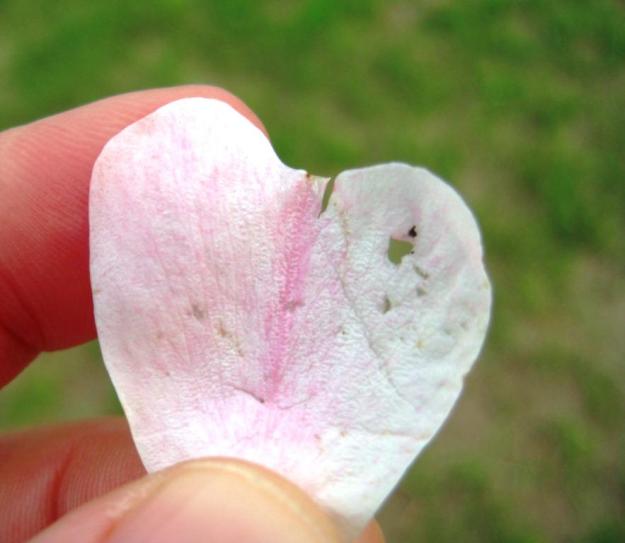 heart-shaped petal with a heart-shaped hole